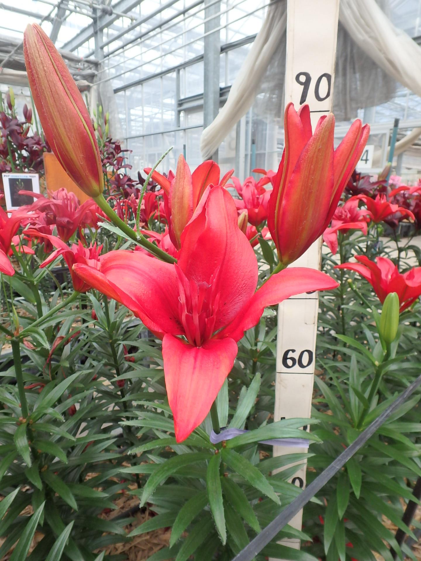 バルドイーグル（花粉無し）